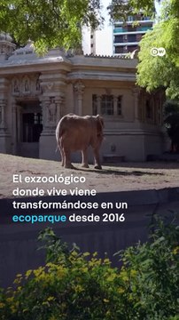 El ex Zoológico de Buenos Aires libera a su última elefanta