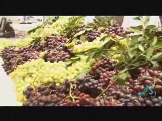 Greek Wines