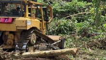 D6R XL Bulldozer Cleans Oil Palm Plantations Easily!