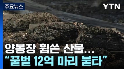 양봉장 휩쓴 산불..."꿀벌 12억 마리 불타...희망 잃은 양봉농가" / YTN