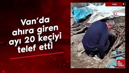 Van’da ahıra giren ayı, 20 keçiyi telef etti