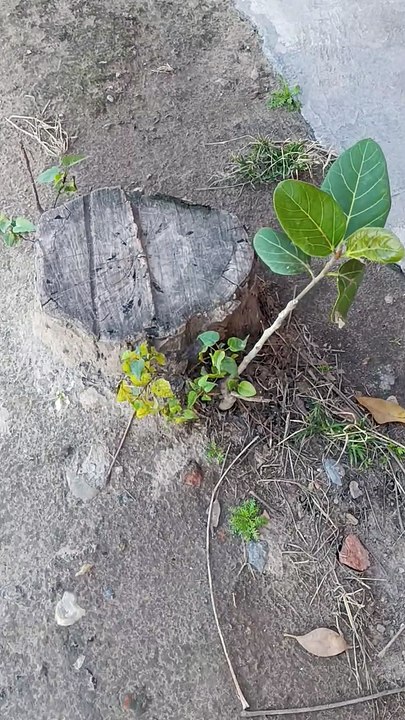 DePlantation