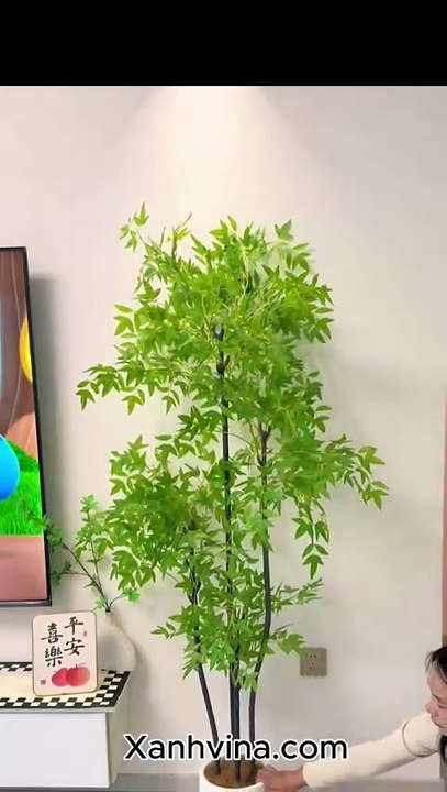 Cây nam thiên trúc giả KT 180cm _ Xanhvina