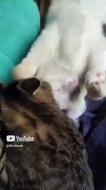 Son muy buenos amigos el gatito chamacorron y el gato pernanca jugando acostados en la cama #shorts