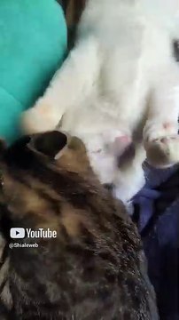 Son muy buenos amigos el gatito chamacorron y el gato pernanca jugando acostados en la cama #shorts