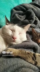 😻🐾 ¡Pernanca y Chamacorron Descanso y Juegos Sin Fin en la Cama! 🛏️🎾 #Shorts #animales #mascotas