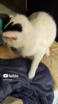 El gato pernanca esta bien bonito #shorts #animales #mascotas #felino #amor #amistad #fauna