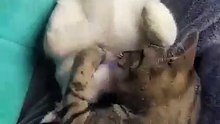 El gatito chamacorron jugando con el gato pernanca acostados en la cama #shorts #animales #mascotas