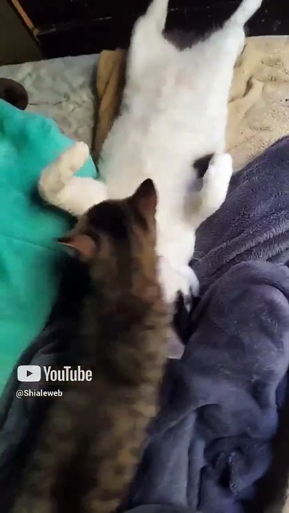 El gato pernanca bien acostadote en la cama con las patas estendidas y el gatito chamacorron #shorts