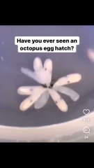 Graban el momento exacto en que nace un pulpo y todos los comentarios señalan lo mismo