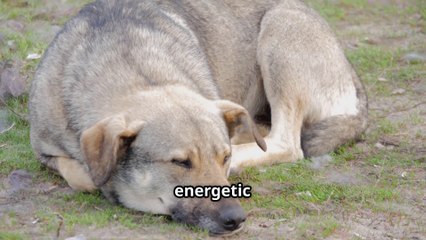 Can Your Pets Get Depressed ? -  Spot the Critical Signs !