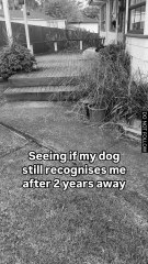 Dog recognizing their owner after 2 years away