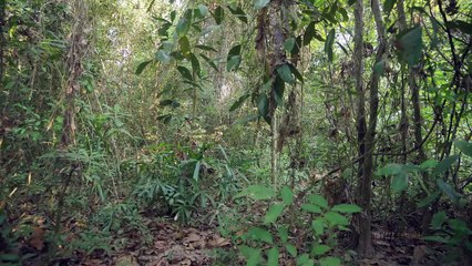 Build The Most Secret Bamboo Underground House in the Wood Using Ancient Skills