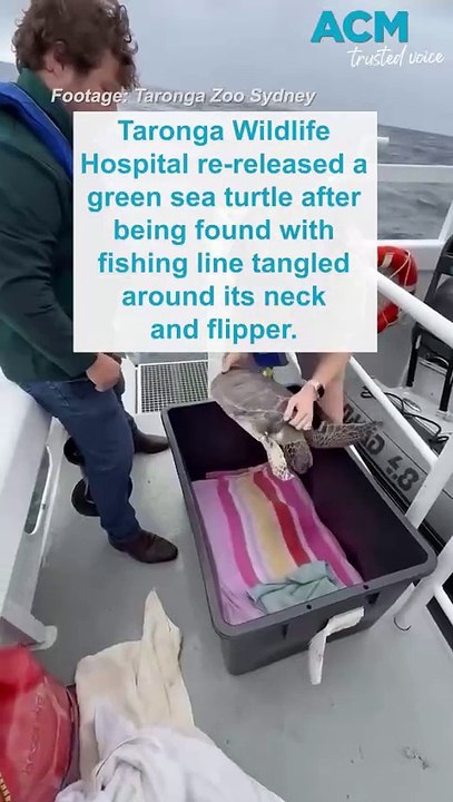 Green sea turtle re-released after recovering from fishing line entanglement