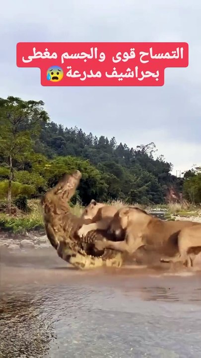 الحياه البريه معركة بين ثلاث اسود ايناث و بين التمساح  Wildlife battle between three female lions and a crocodile   #Wildlife #battle #between #three #female #lions #and #a #crocodile  #الحياه #البريه #معركة #بين #ثلاث #اسود #ايناث #و #بين #التمساح