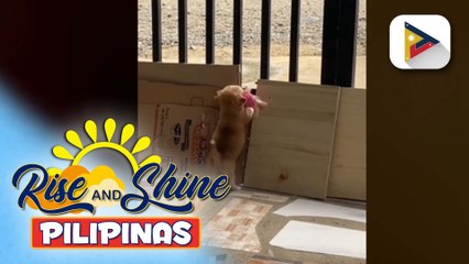 Sunshine Stories | Tutang nagpupumilit tumakas kasama ang kanyang laruan, kinaaliwan ng netizens