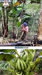 Serat Alami Terkuat Dari Pelepah Pisang Abaka!