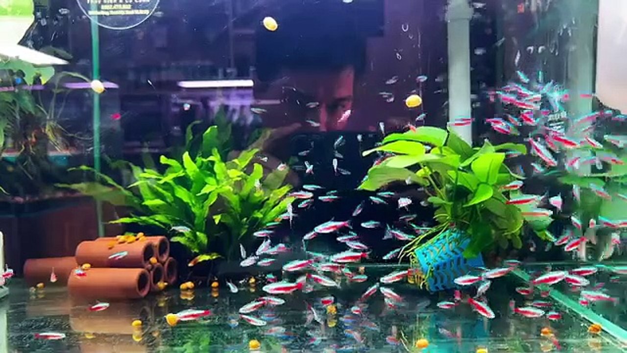 Aquarium 87