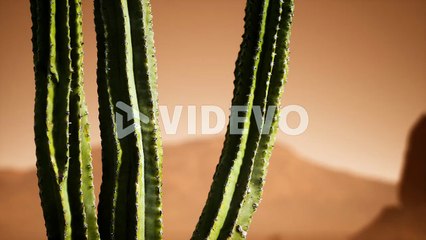 Arizona desert sunset with giant saguaro cactus