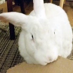 Welcome to the purr-fect paradise of CatsAndBunnies! 🐾🐇 In this adorable