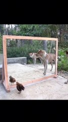 Canine Mirror Mayhem | Dogs Bark to Self Ultimate Edition | Paw-some Laugh Guarantee!