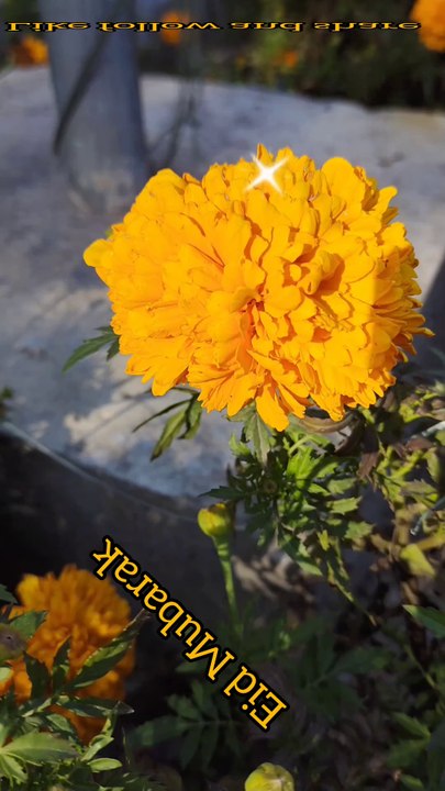 Garden flower image video image collection 27