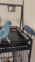 The FUNNIEST Parrots Best Compilation