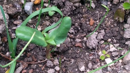ヒマワリの芽がではじめました