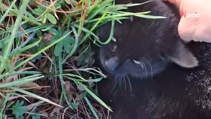 Un chat est signalé à l'agonie au bord de la route dans un groupe Facebook : pendant 10h, personne n'agit (vidéo)