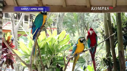 Serunya Berlibur Lebaran di Taman Satwa Cikembulan, Garut, Jabar
