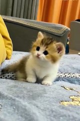 Cute kitten 😼 #shorts #catvideos #kitten