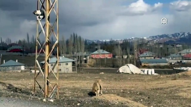 Van'da sahipsiz köpeklerin saldırdığı kedi direkte mahsur kaldı
