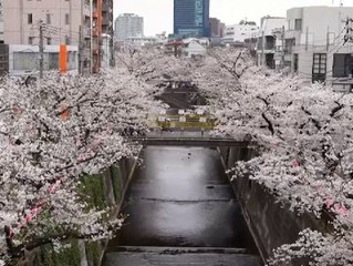 Explosión rosa en Tokio con el adelanto de la floración de los cerezos