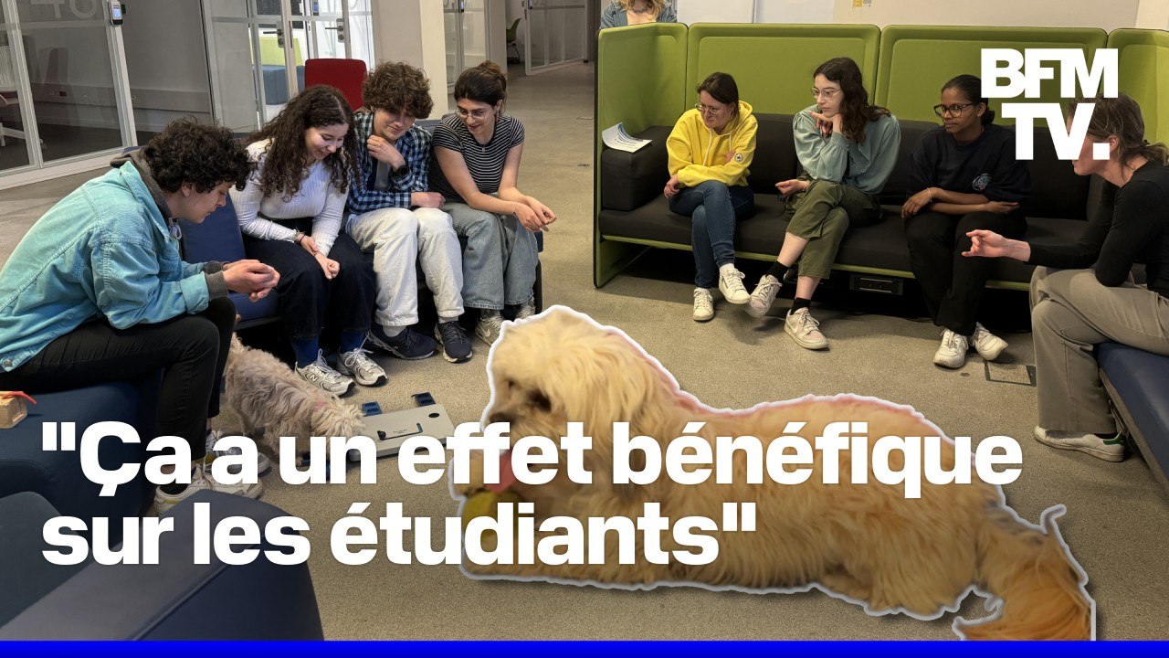 Pour déstresser les étudiants avant leurs partiels, la Sorbonne Université organise des séances de médiation animale