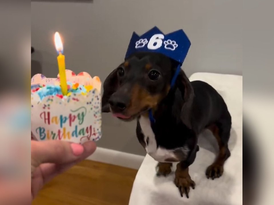 Dackel feiert Geburtstag: Seine süßen Hopser gehen viral