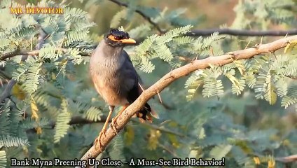 Bank Myna Preening Up Close – A Must-See Bird Behavior!