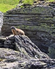 🐾 Dive into the fascinating world of the Marmot! 🌍 In this eye-opening vi