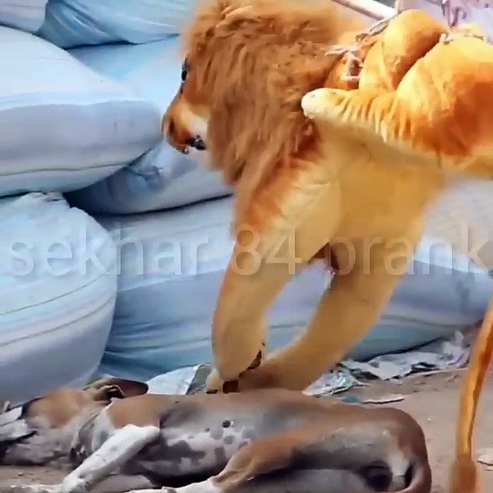 Fake_lion_prank_dog_funny.....