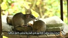 القصة الغريبة-قصص اغرب من الخيال لكنها حدثت لعنة الفئران وقتل ثلث سكان اروبا