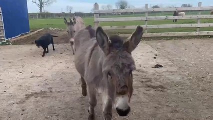 Animals frolic in the Spring sunshine welcoming warmer temperatures in Northern Ireland after a very long winter