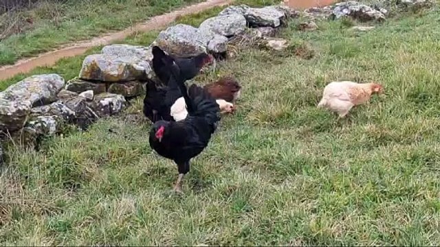 Las gallinas, protagonistas del último libro de Antonio de Benito