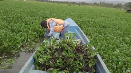 From invasive species to organic plastic substitute