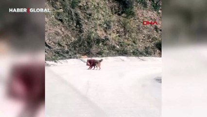 Tilkilerin kavgası kamerada