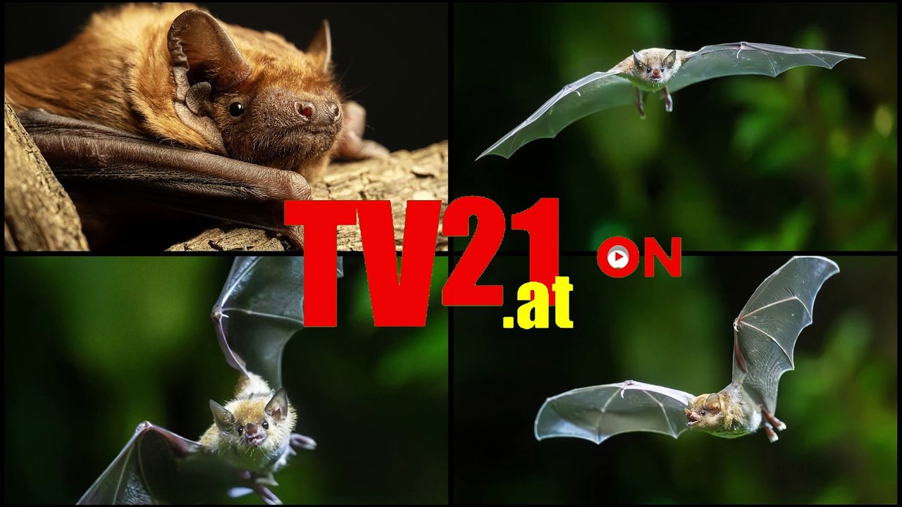 Tiergarten Schönbrunn feiert Fledermaustag