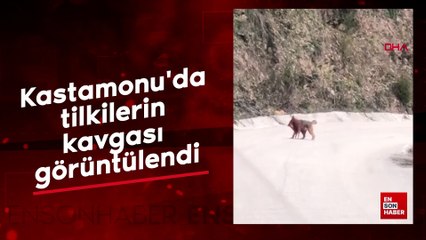 Kastamonu'da tilkilerin kavgası görüntülendi