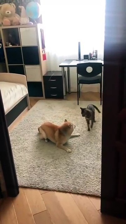 Cats vs. Dogs