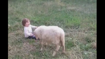Una oveja aprende a jugar con un niño sin hacerle daño y sorprende a todos