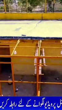 Subscribe Our YouTube Channel For Complete Videos youtube.com/@PakistanPigeonAssociation