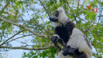 ท่องโลกกว้าง "ธรรมชาติพิศวงแห่งมาดากัสการ์ ตอน ผืนป่าสุดมหัศจรรย์" วันที่ 1 เมษายน2568