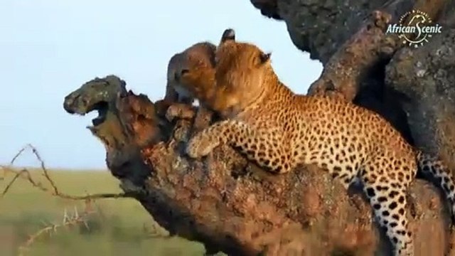 African Scenic Safaris - Highlights of Tanzania